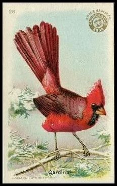 28 Cardinal
